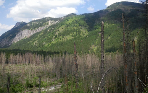 Damaged forest in Tatra Mountains