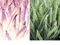 Fusarium_1